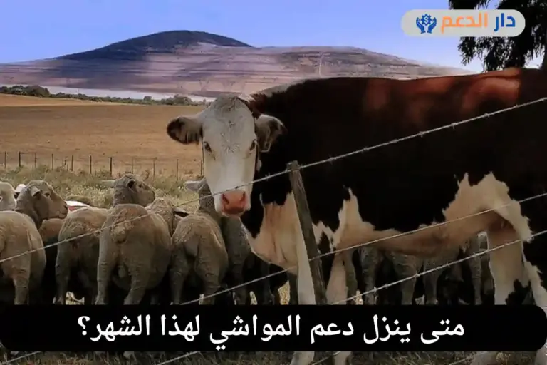 متى ينزل دعم المواشي هذا الشهر