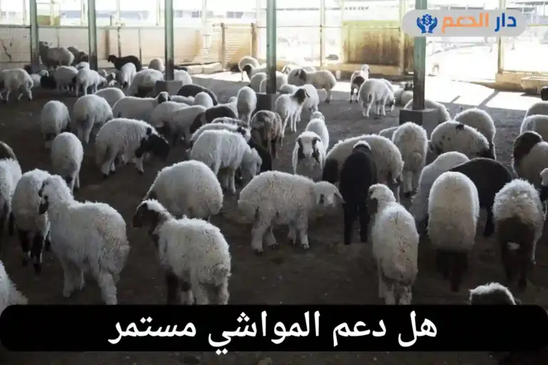 هل دعم المواشي مستمر